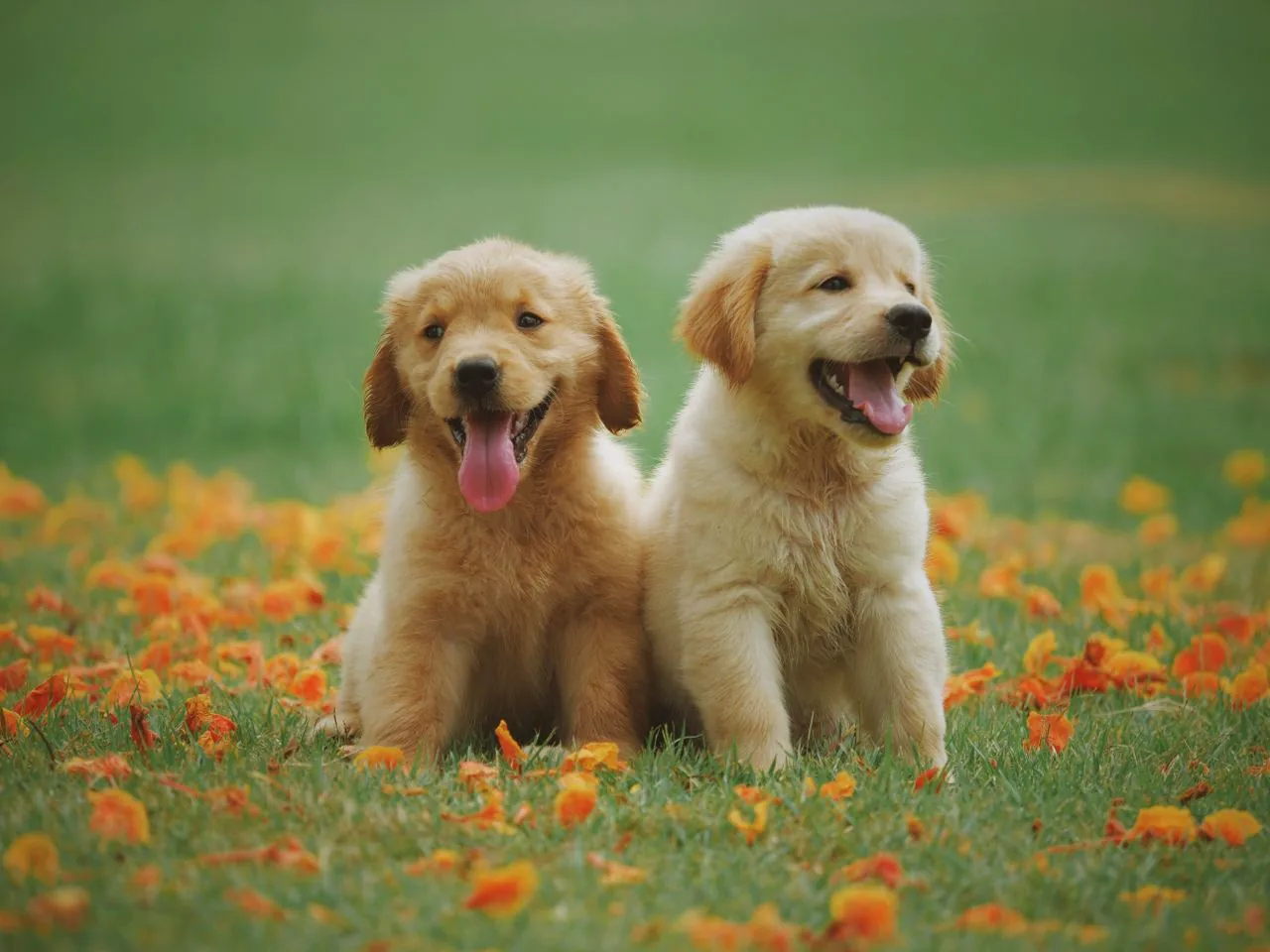 金毛犬性格与训练要点:基础篇