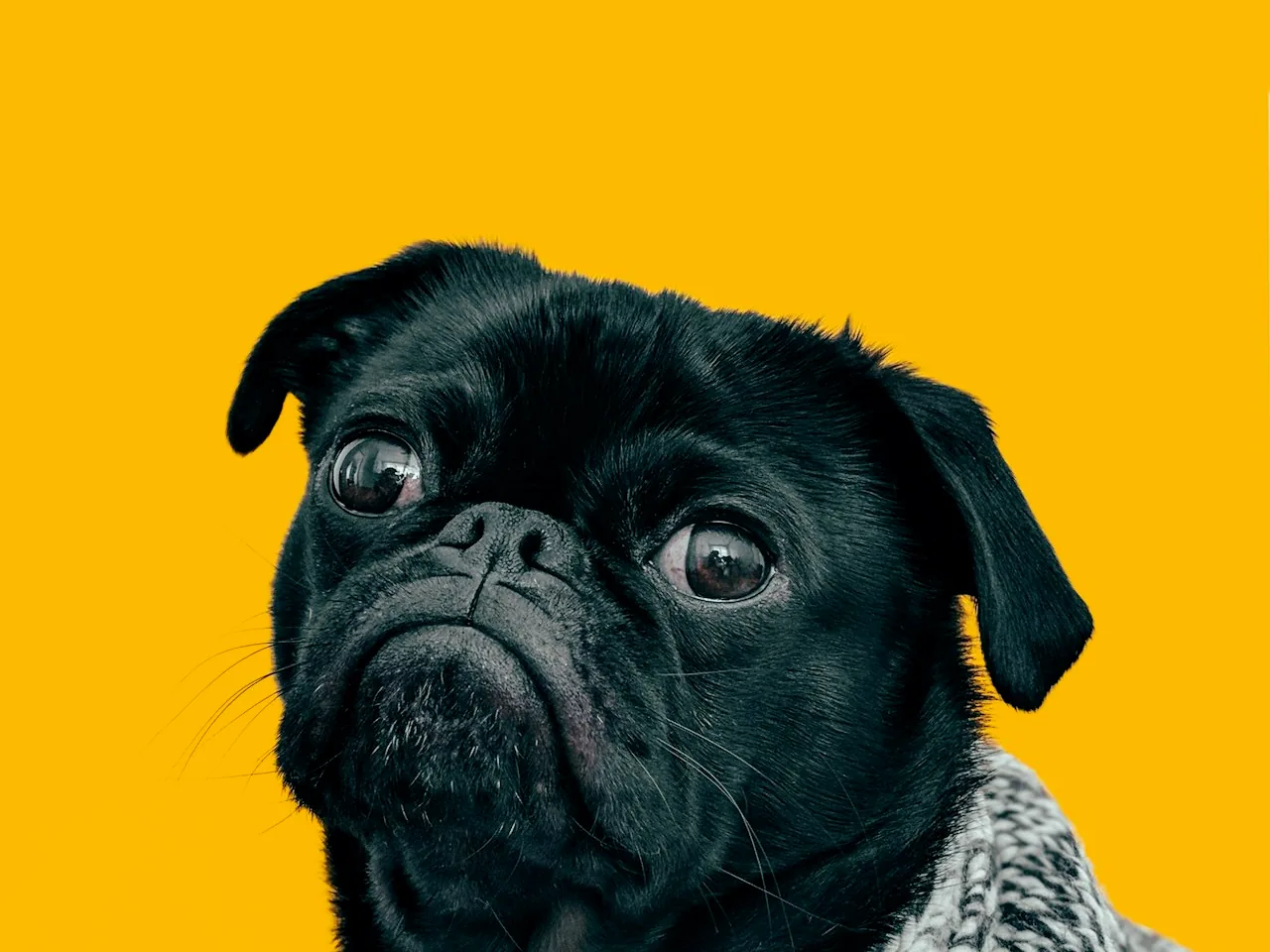 犬种知识配图