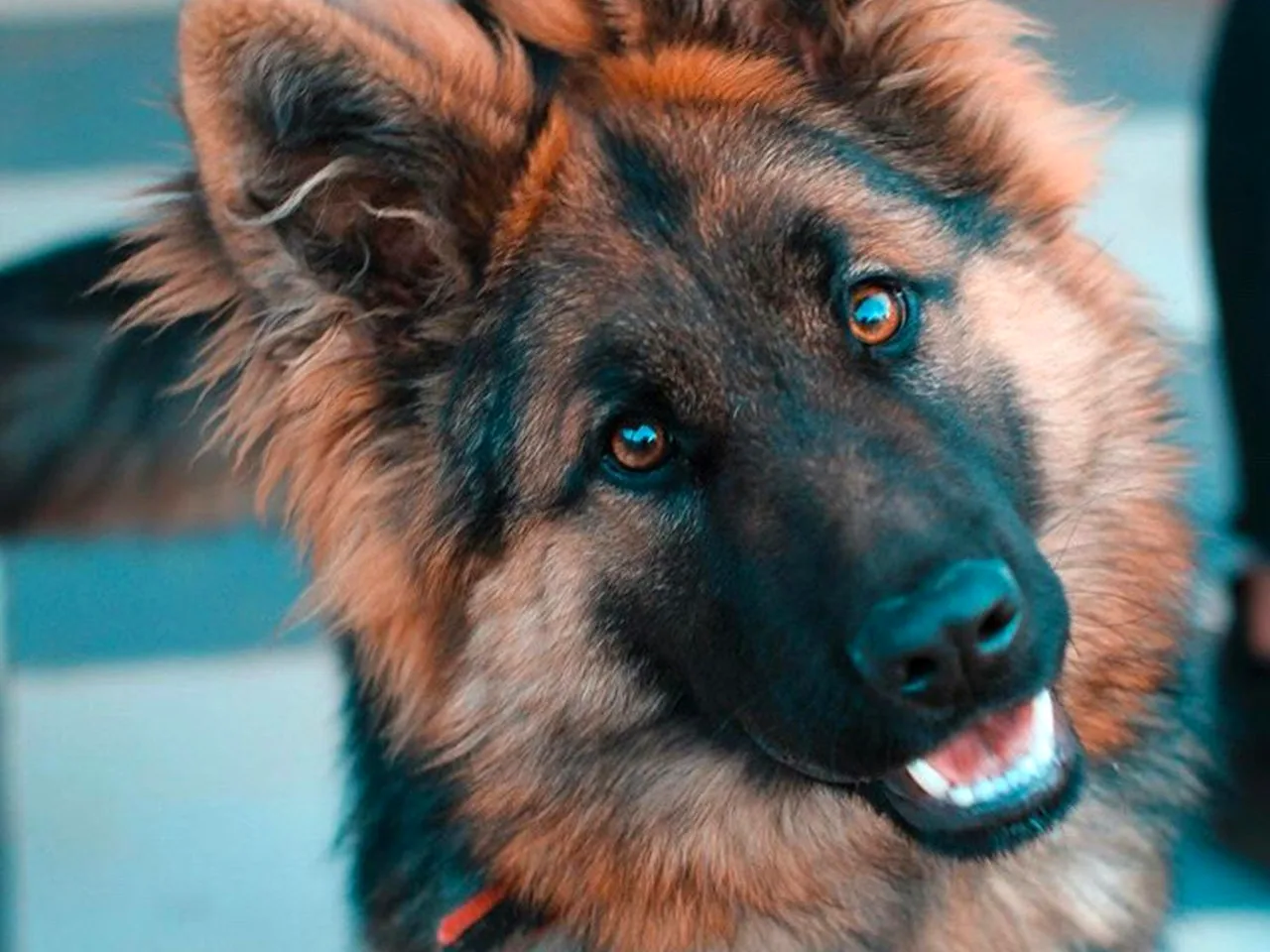 训犬技巧配图