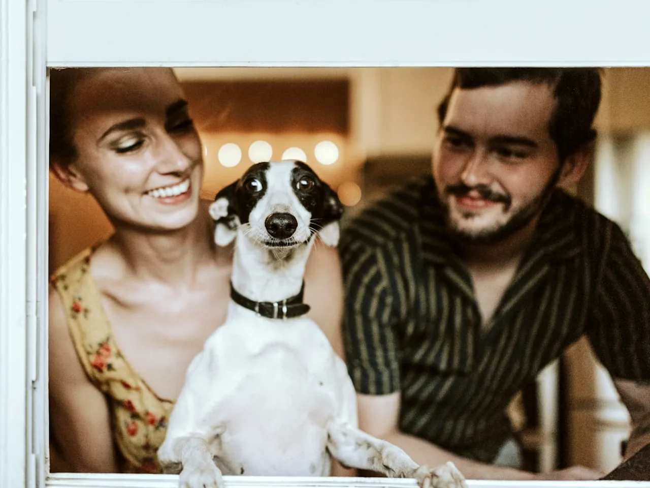 边境牧羊犬：智商第一名的狗，为什么劝退率也高