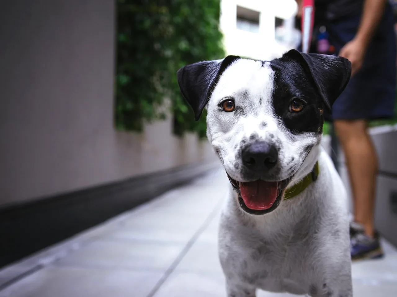 爱犬训养学院 DOGT-27 配图