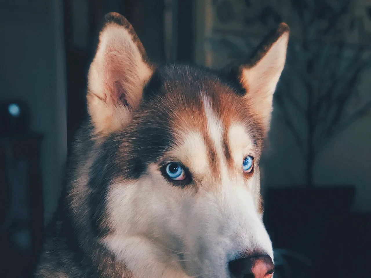 爱犬训养学院 DOGT-28 配图