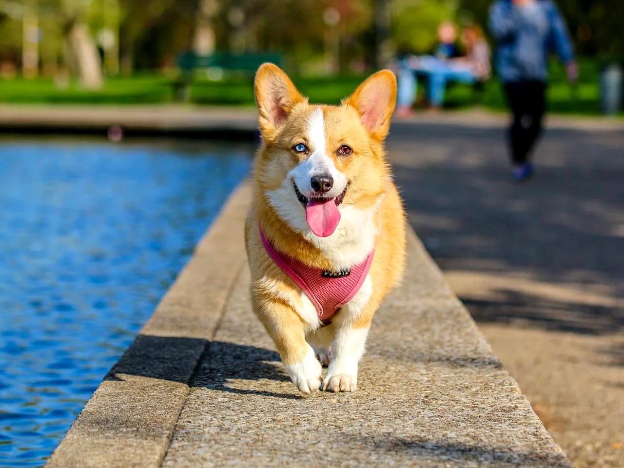 爱犬训养学院 DOGT-39 配图