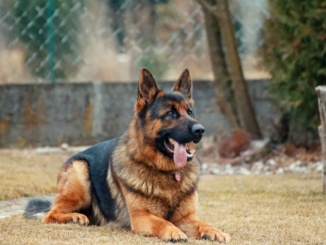 金毛犬性格与训练要点:进阶篇